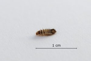 Teppichkäfer Larve (Anthrenus scrophulariae)